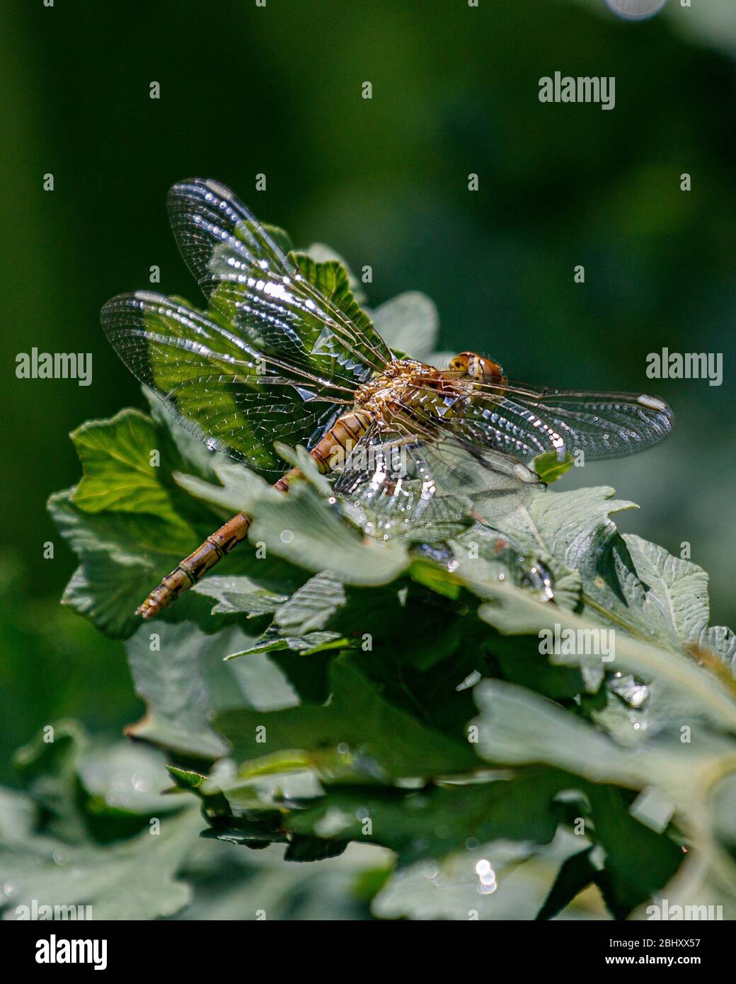 dragonfly reposant sur la feuille de plante Banque D'Images