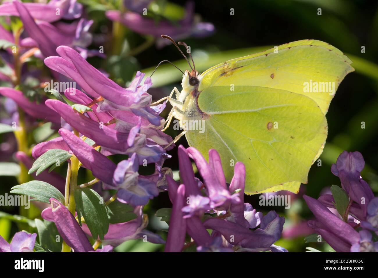 Zitronenfalter, Zitronen-Falter, Männchen, Blütenbesuch an Lerchensporn, Corydalis, Gonepteryx rhamni, brimstone, papillon de brimstone, homme, le citron Banque D'Images