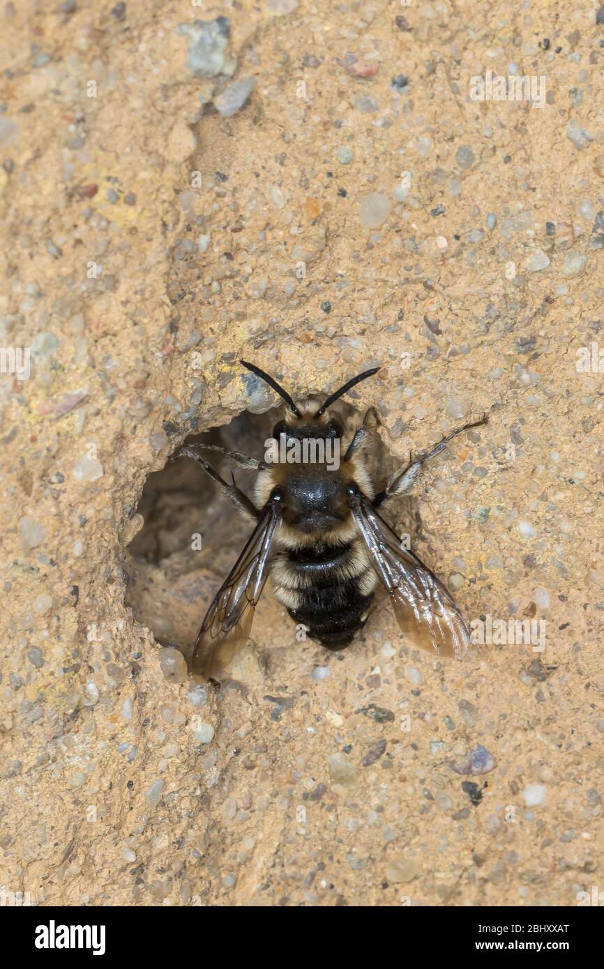 Trauerbiene, Gemeine Trauerbiene, Trauer-Biene, Weibchen an einer Lehmwand am Nistloch einer Pelzbiene (Anthophora plugipes), Melecta albifrons, Melec Banque D'Images