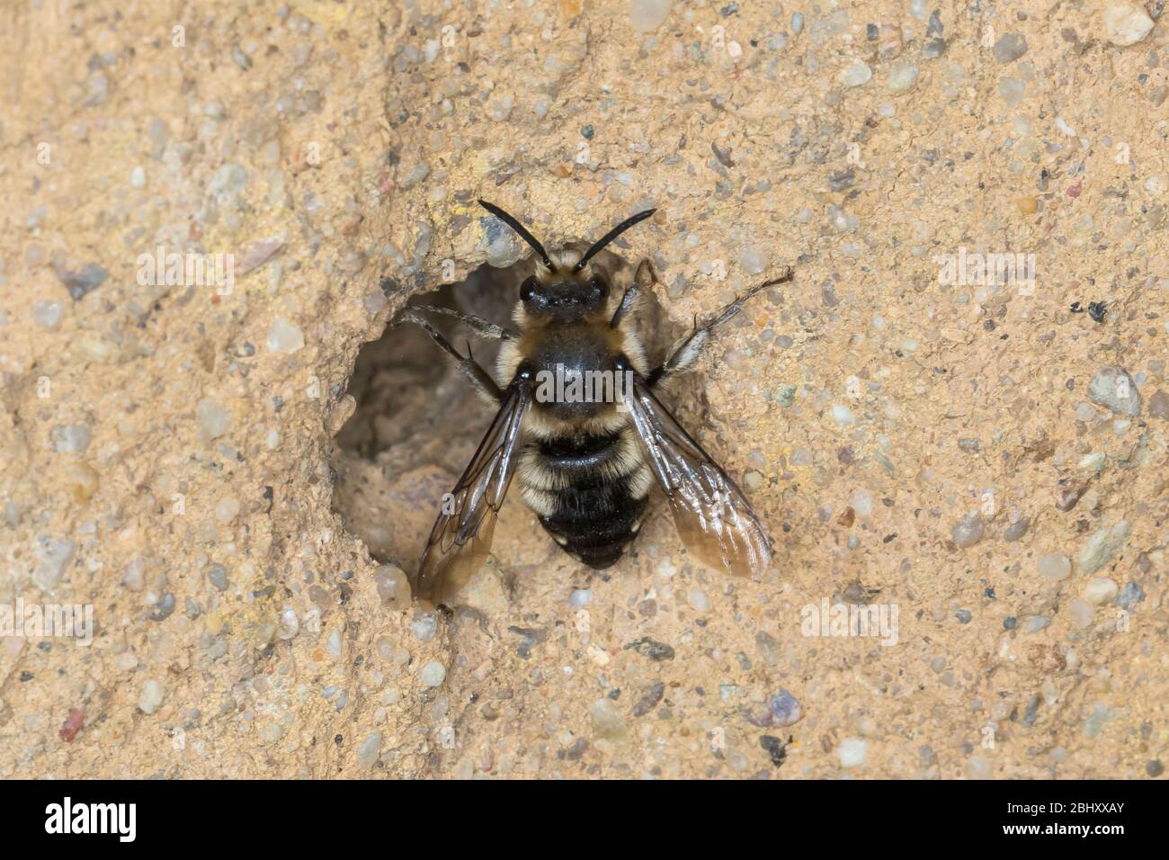 Trauerbiene, Gemeine Trauerbiene, Trauer-Biene, Weibchen an einer Lehmwand am Nistloch einer Pelzbiene (Anthophora plugipes), Melecta albifrons, Melec Banque D'Images