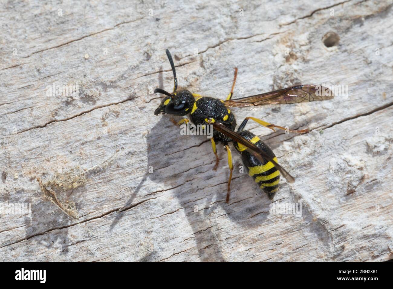 Mauer-Lehmwespe, Mauerlehmwespe, Lehmwespe, Weibchen, Ancistrocerus nigricornis, Solitäre Faltenwespen, Eumeninae, potter wasp, potter wasps, maçon wa Banque D'Images