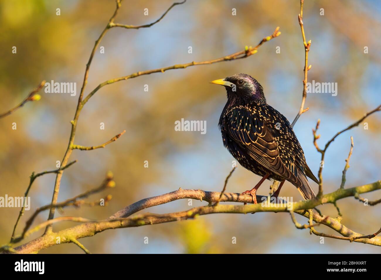 Starling européen - Sturnus vulgaris, magnifique oiseau perché de prés et de jardins européens, Zlin, République tchèque. Banque D'Images