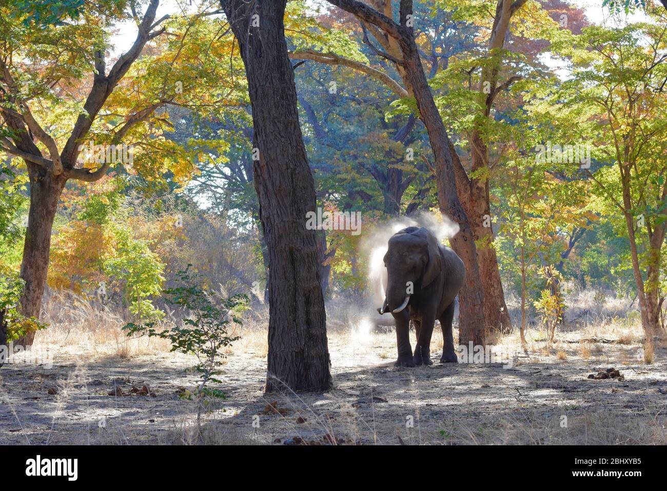 Éléphants africains ayant un bain de poussière dans la soirée, parc national de Hwange, Zimbabwe Banque D'Images