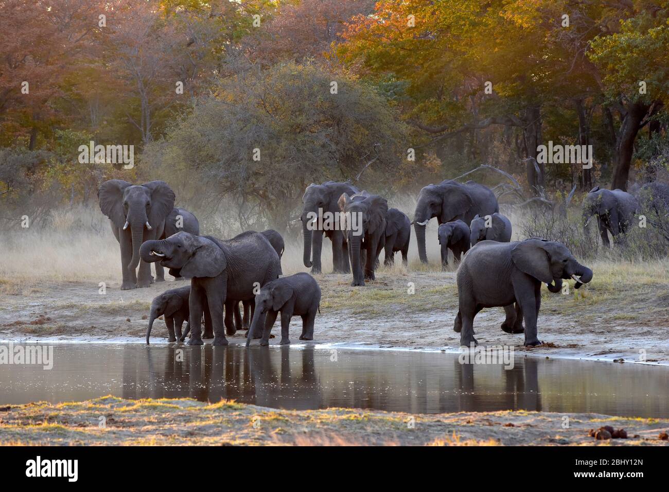 Éléphants africains ayant un bain de poussière dans la soirée, parc national de Hwange, Zimbabwe Banque D'Images