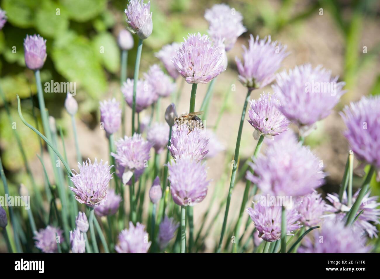 Ciboulette fraîche de printemps avec abeille, pollinisation, écologie, herboristerie, herbe Banque D'Images