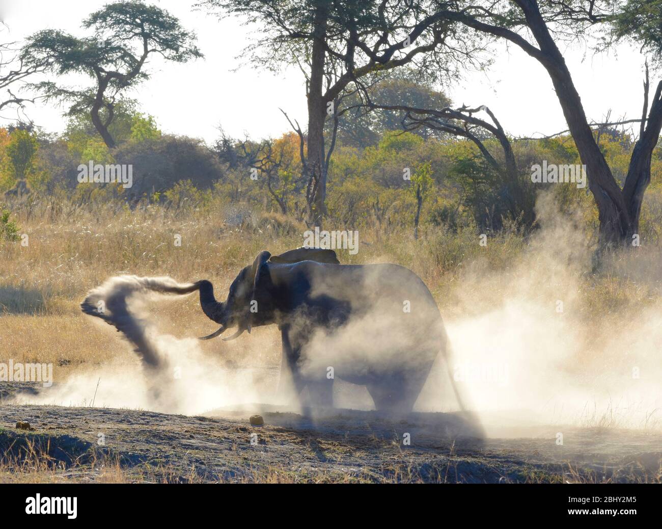 Un éléphant de taureau qui jette violemment de la poussière dans l'air, Hwange, Zimbabwe Banque D'Images