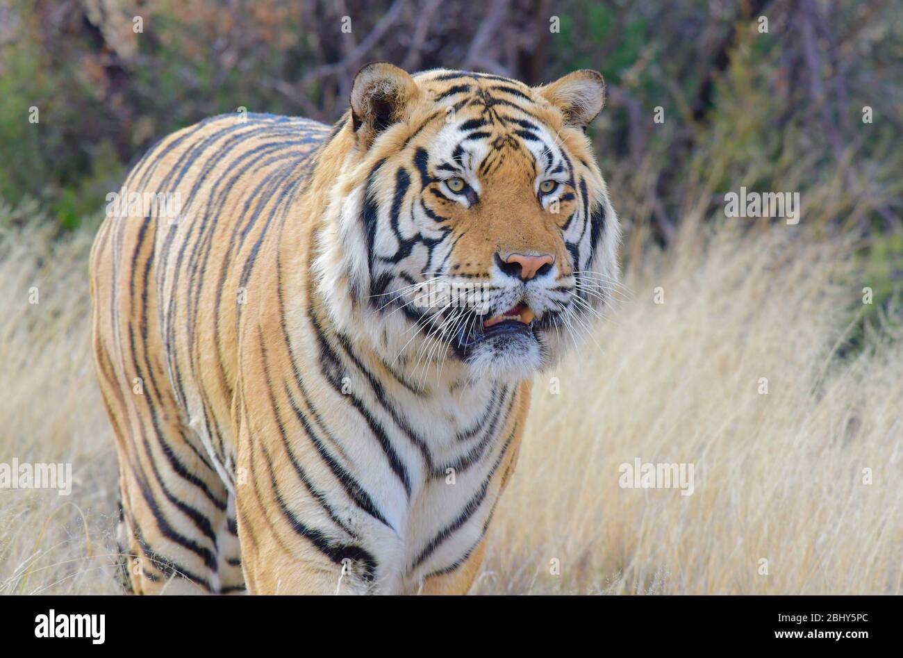 Tigre sauvage, canyons du tigre, État libre, Afrique du Sud. Ils sont élevés par John Varty comme une sauvegarde pour les tigres éteints en Asie. Banque D'Images