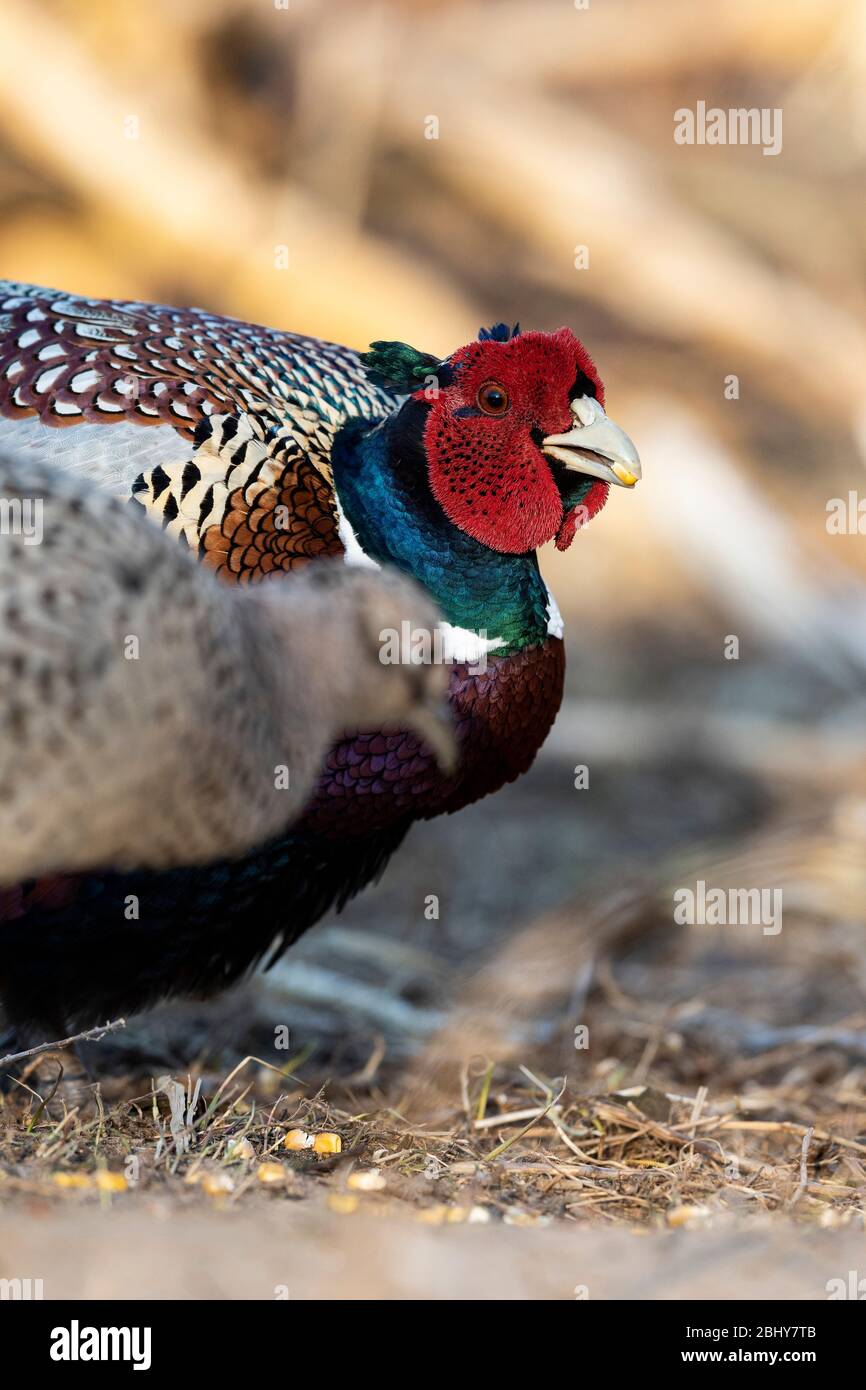 Ringneck Pheasants au printemps dans le Dakota du Sud Banque D'Images