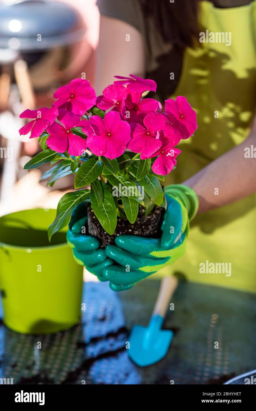 Une jeune plante nouvelle qui pousse dans les mains sur la terrasse de maison Banque D'Images