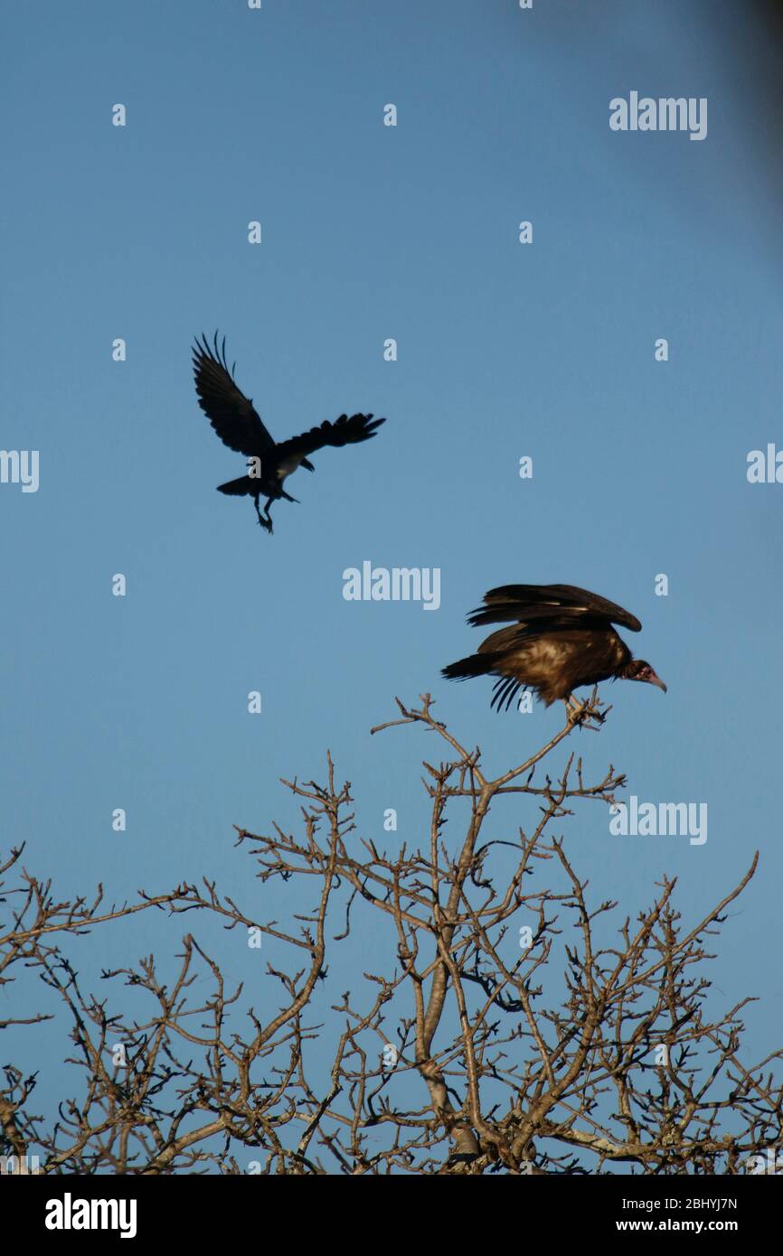 Nied Crow, Corvus albus, intimidation à la vautour de la vautour à capuchon (Necrosyrtes monachus). Réserve privée de jeu Timbavati .Afrique du Sud Banque D'Images