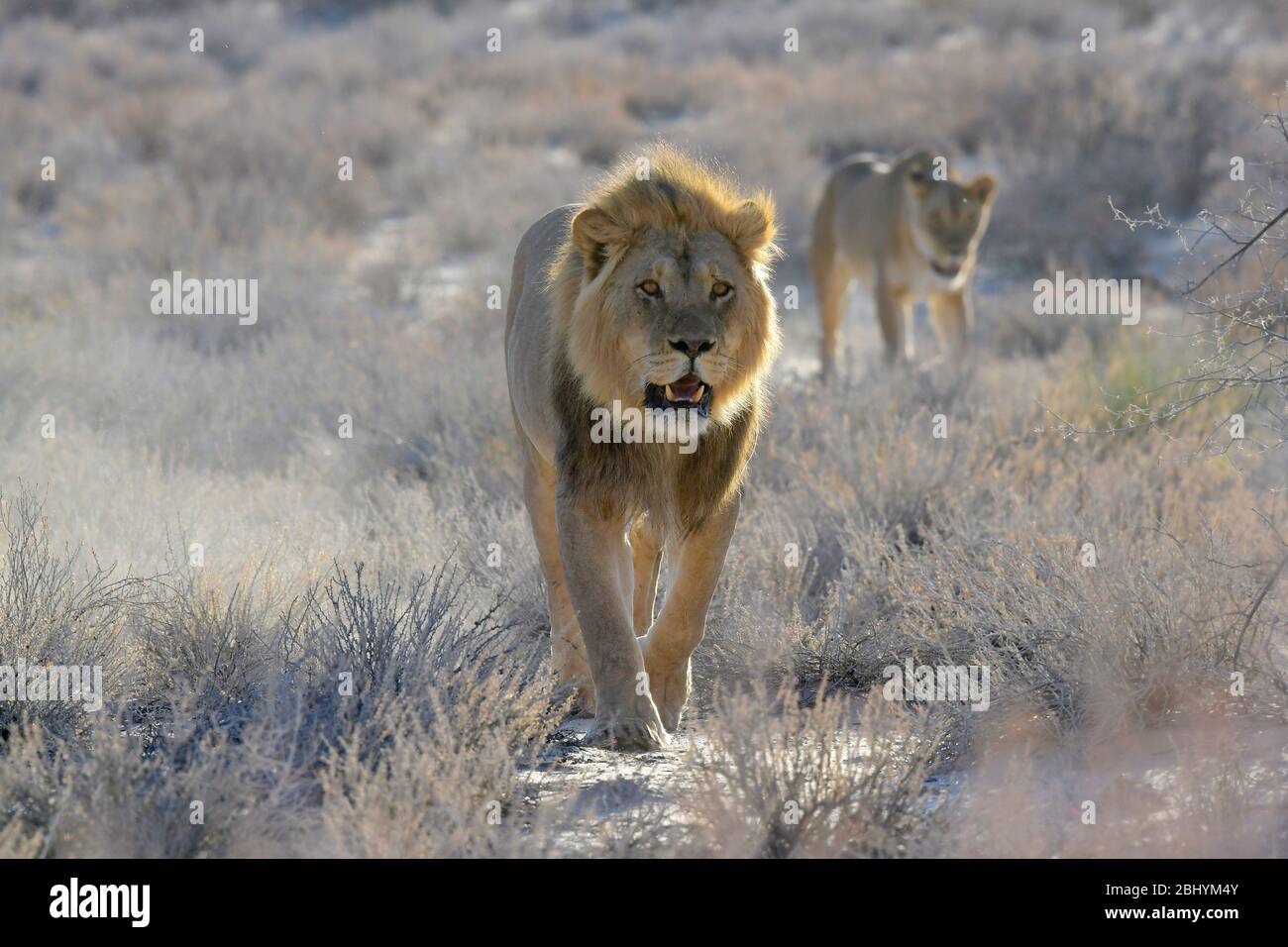 Lions de Kalahari, parc transfrontalier Kgalagadi, Afrique du Sud Banque D'Images
