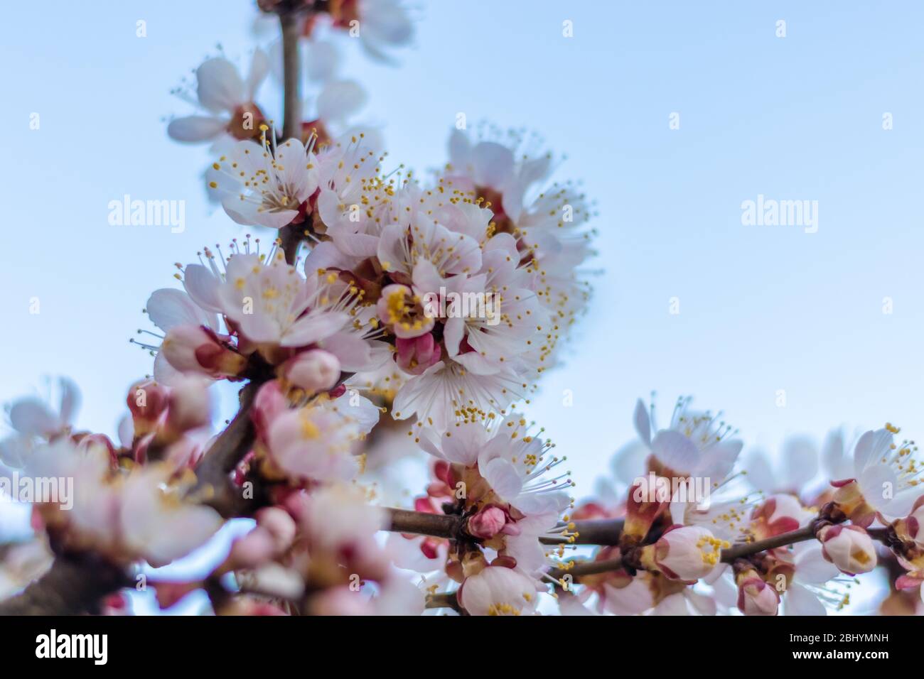 Printemps rose-blanc Apricot fleurs sur une branche d'arbre. Arbre d'abricot gonflant de près sur fond Blue Sky Banque D'Images