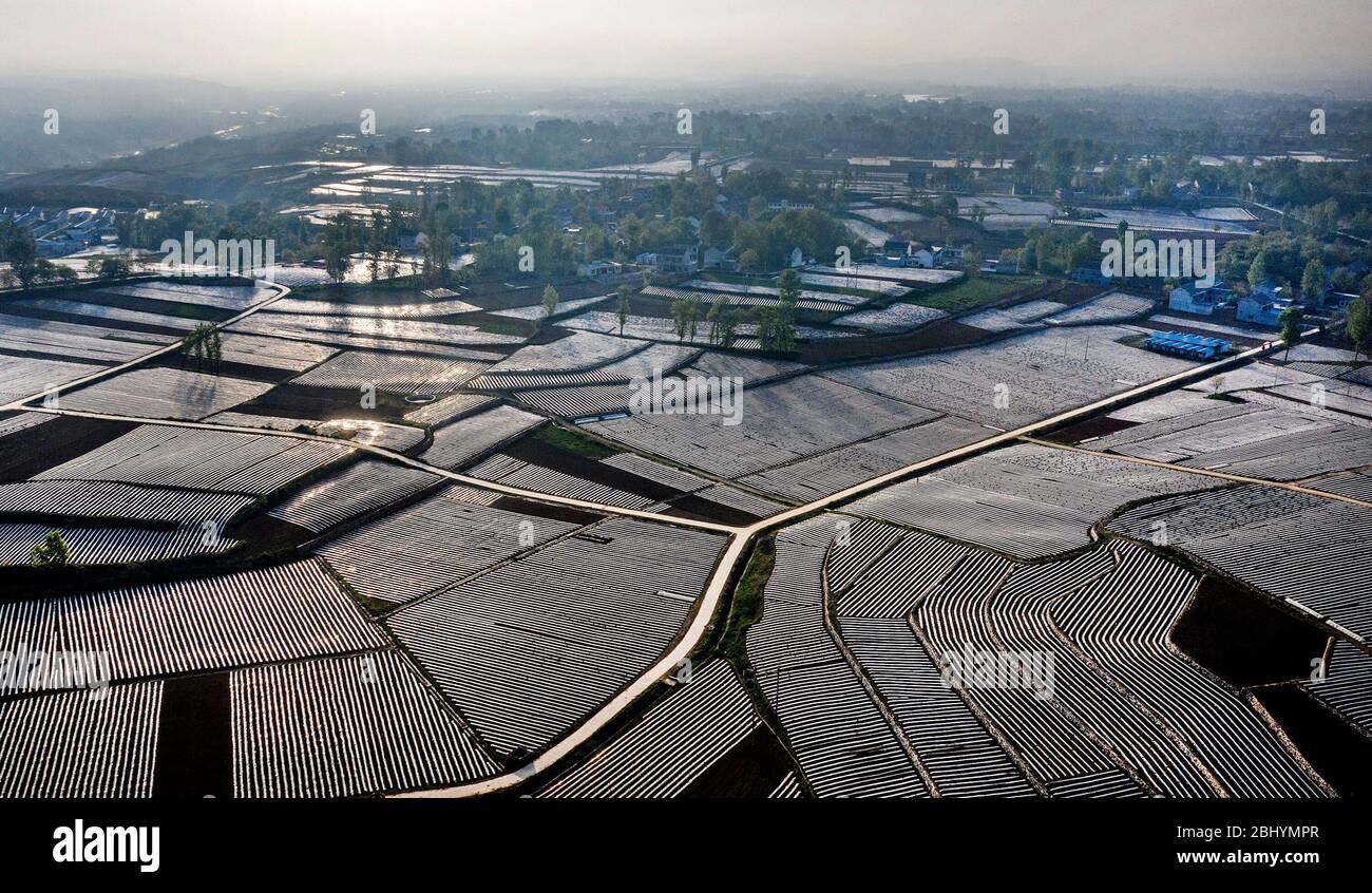 Comté de Luonan. 27 avril 2020. La photo aérienne prise le 27 avril 2020 montre les champs de poivre et de tabac couverts par le paillis en plastique dans le canton de Yongfeng, dans le comté de Luonan, dans le nord-ouest de la province de Shaanxi en Chine. Crédit: Tao Ming/Xinhua/Alay Live News Banque D'Images