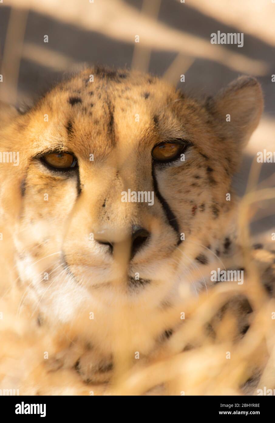 Cheetah (Acinonyx jubatus) gros plan portrait, Kruger national, parc, Afrique du Sud Banque D'Images