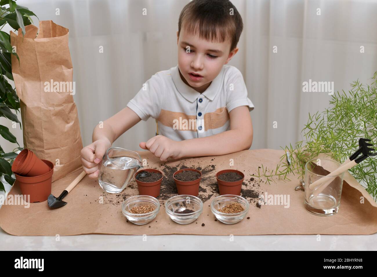 L'enfant est occupé à planter des graines de micro-verts dans de petits pots. Le garçon de la verseuse verse de l'eau préparée dans des pots. Banque D'Images