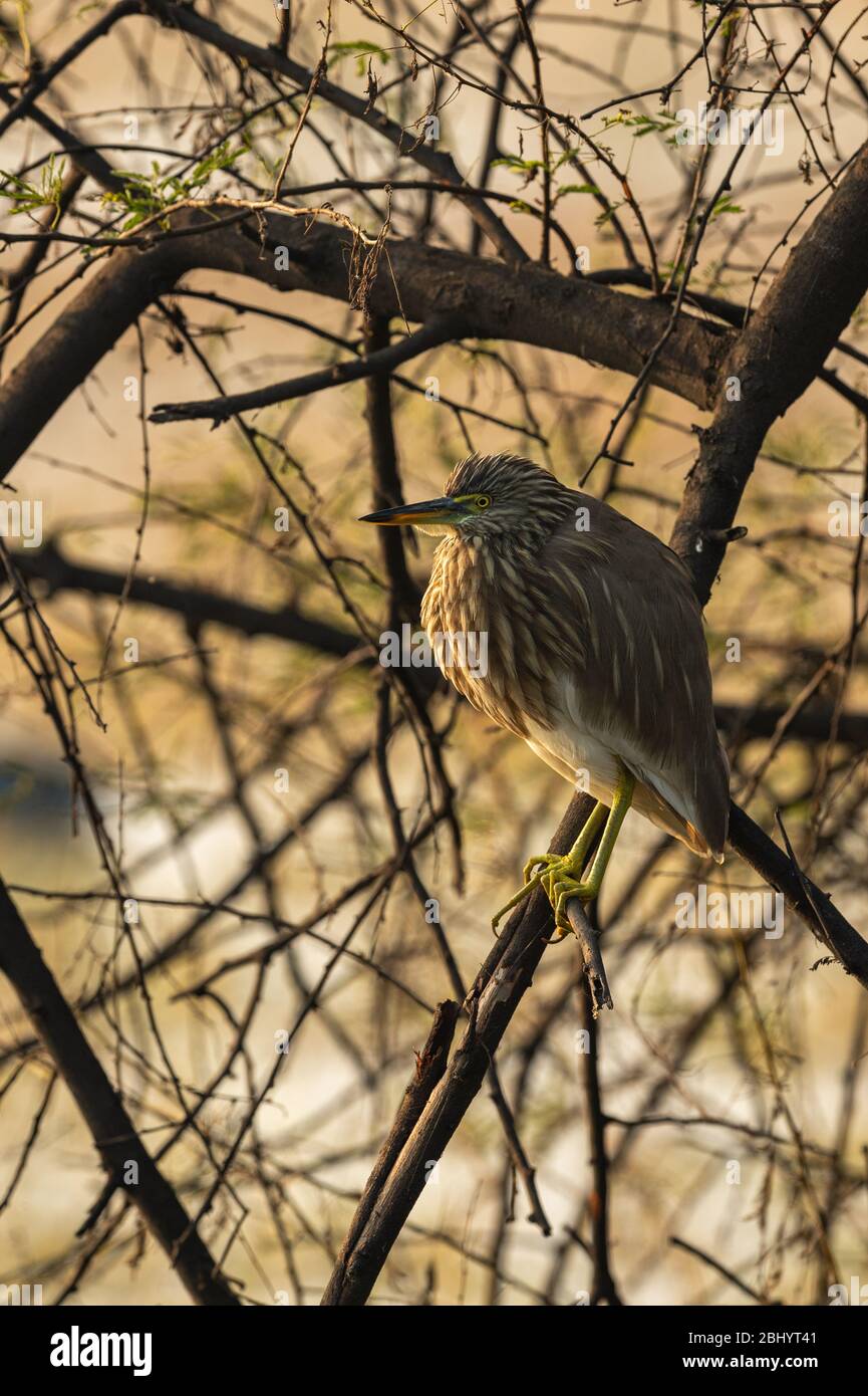 Indian Pond Heron ou Ardeola grisii perché sur la branche du parc national keoladeo ou du sanctuaire d'oiseaux de bharatpur, rajasthan, inde Banque D'Images