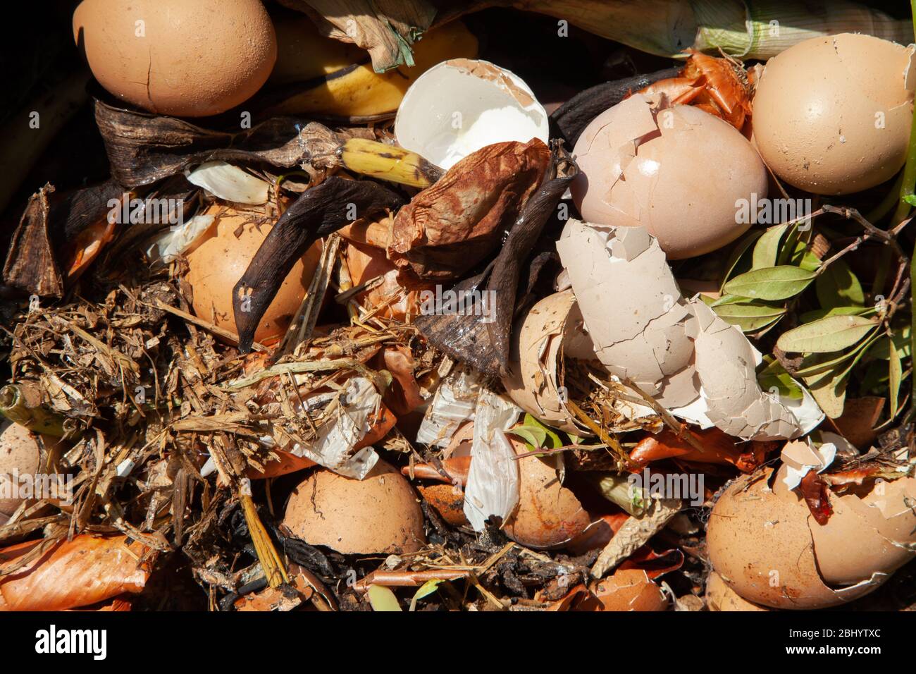 Déchets alimentaires se décomposant dans la poubelle à compost. Îles britanniques. Banque D'Images