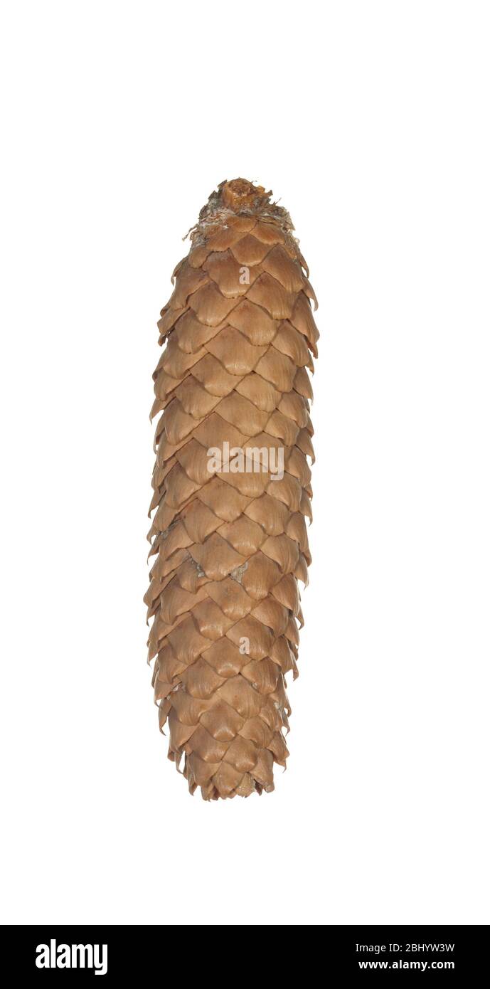 Fir cone isolé sur fond blanc. Banque D'Images