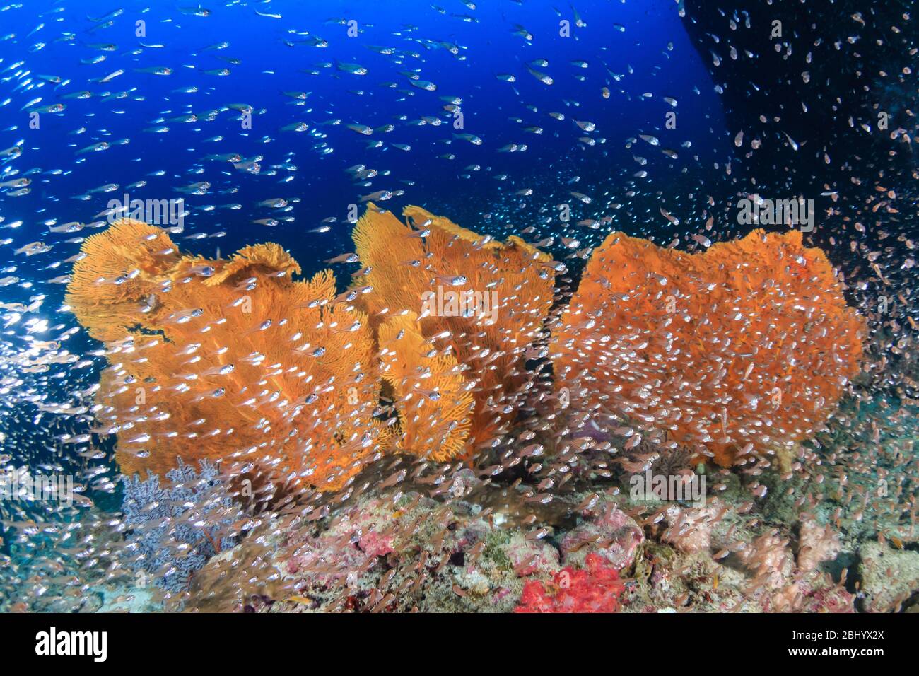 GlassFish s'est balanché autour de délicats fans de la mer sur un récif tropical de corail à l'île de Koh Tachai en Thaïlande Banque D'Images