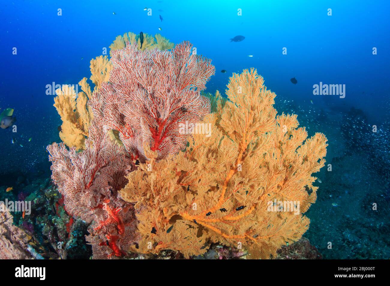 De beaux amateurs de mer multicolores et fragiles sur un récif de corail tropical sain en Asie Banque D'Images
