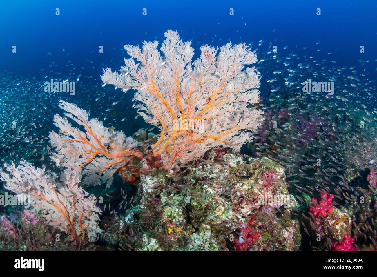 GlassFish autour de beaux et fragiles marins sur un sain récif de corail tropical prospère Banque D'Images