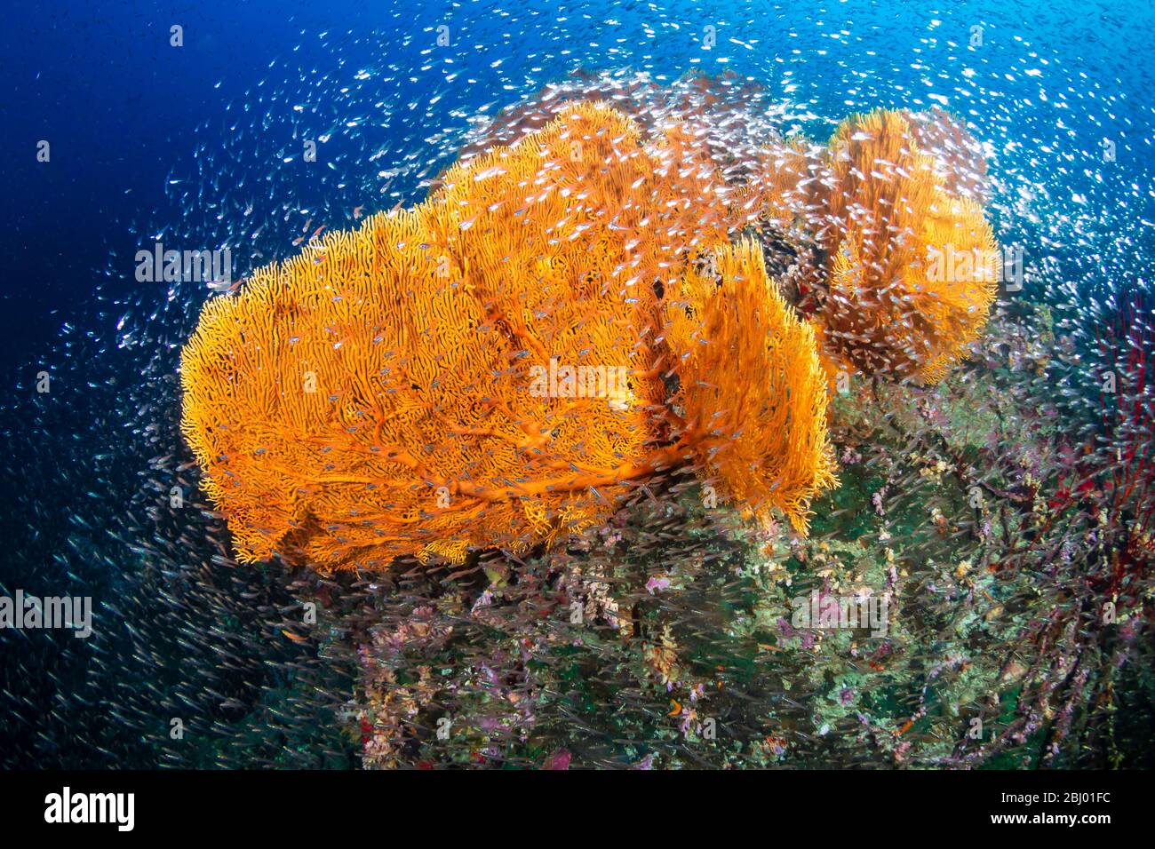 GlassFish s'est balanché autour de délicats fans de la mer sur un récif tropical de corail à l'île de Koh Tachai en Thaïlande Banque D'Images