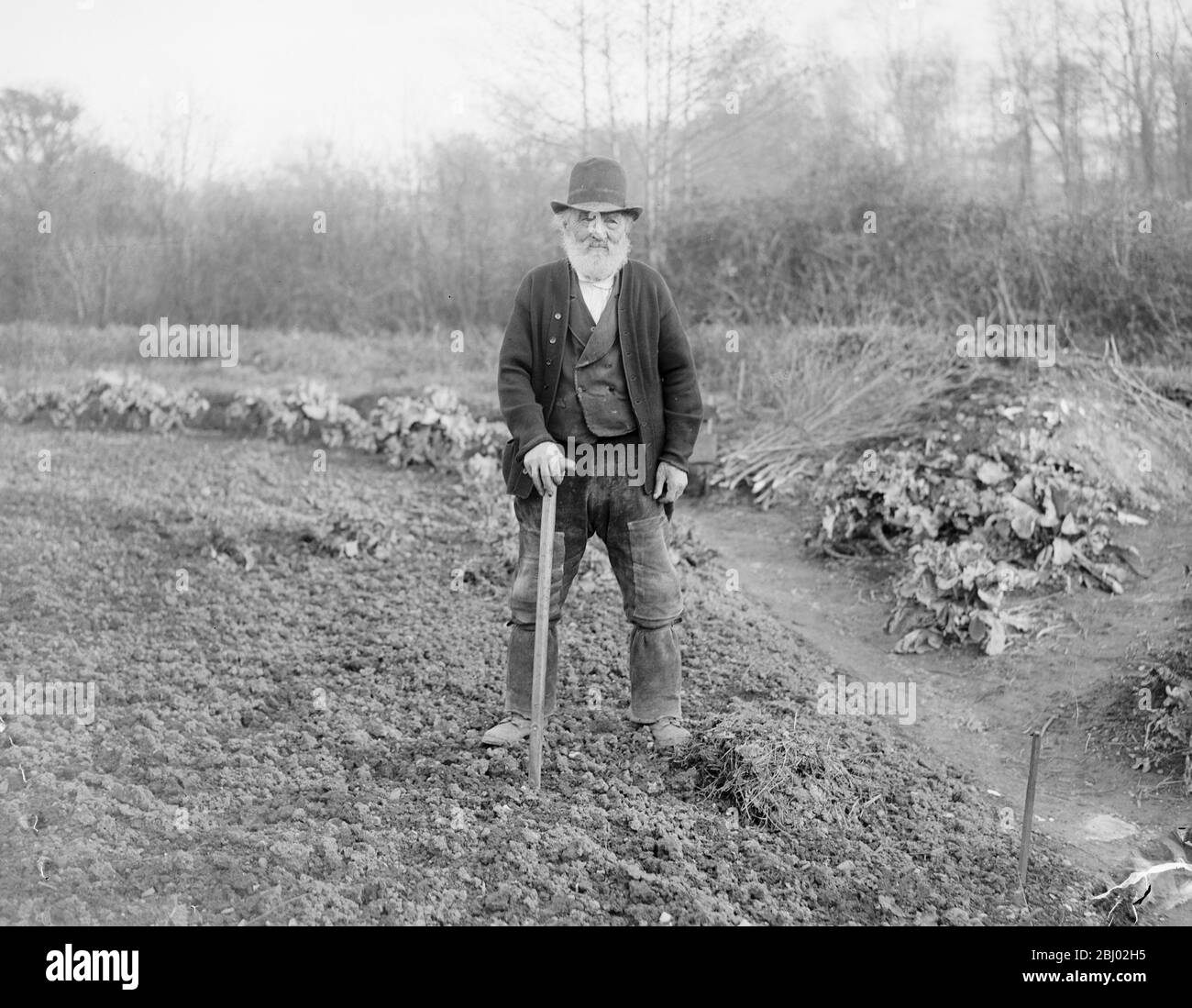 Un exemple pour les travailleurs de l'allotissement - M. Robert James , qui a 97 ans , passe toujours la plupart de la journée à travailler sur un terrain qui plaisante son chalet à Uffcume , Devon - 9 mars 1918 Banque D'Images