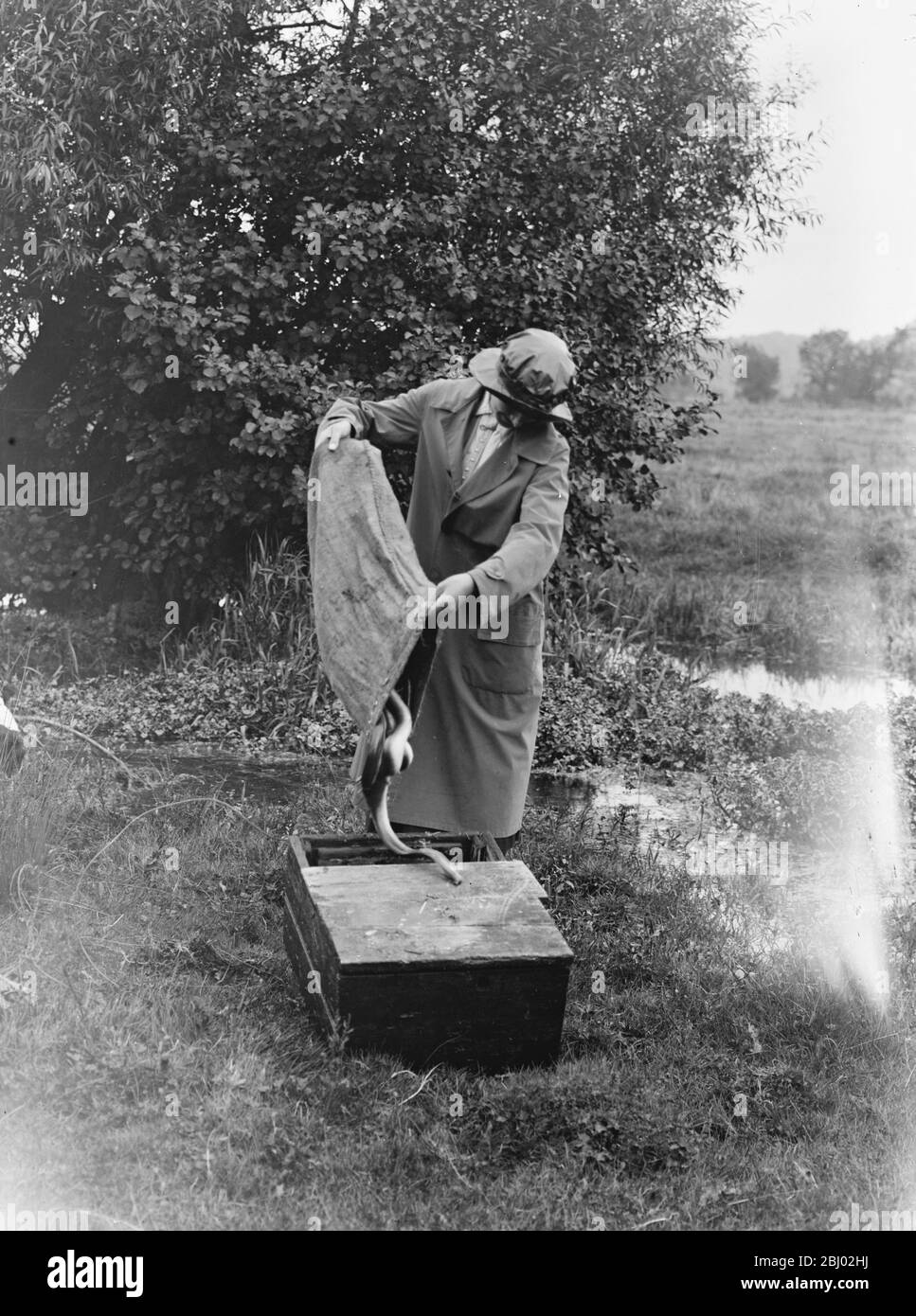 Pêche de l'anguille sur la rivière Hampshire Avon - 18 août 1920 Banque D'Images