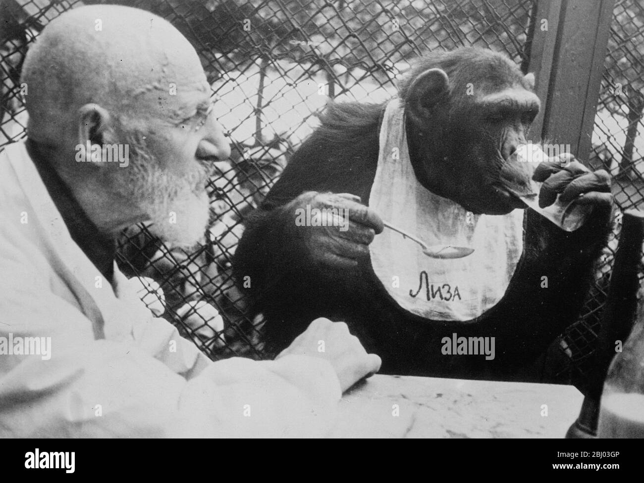 Frina , l'Orangutan , fait une infirmière tendre . - les deux étoiles du zoo de Moscou sont Frine , une sortie orang , et Liza , un chimpanzé . - la passion de Frina est pour les poupées . Il y en a un en particulier sur lequel elle lavane les soins d'une mère et peut généralement être vu soins infirmiers avec une grande tendresse . - Liza est une dame parfaite toujours . Même lorsqu'il n'y a pas de Muscovites intéressés qui piquent dans sa cage , elle refuse de manger ou de boire à moins qu'elle ne soit protégée par sa bavoir et soit provodée avec des assiettes, des cuillères et des verres appropriés . - spectacles de photos , Liza , le chimpanzé genteel , quaffs un verre de Banque D'Images