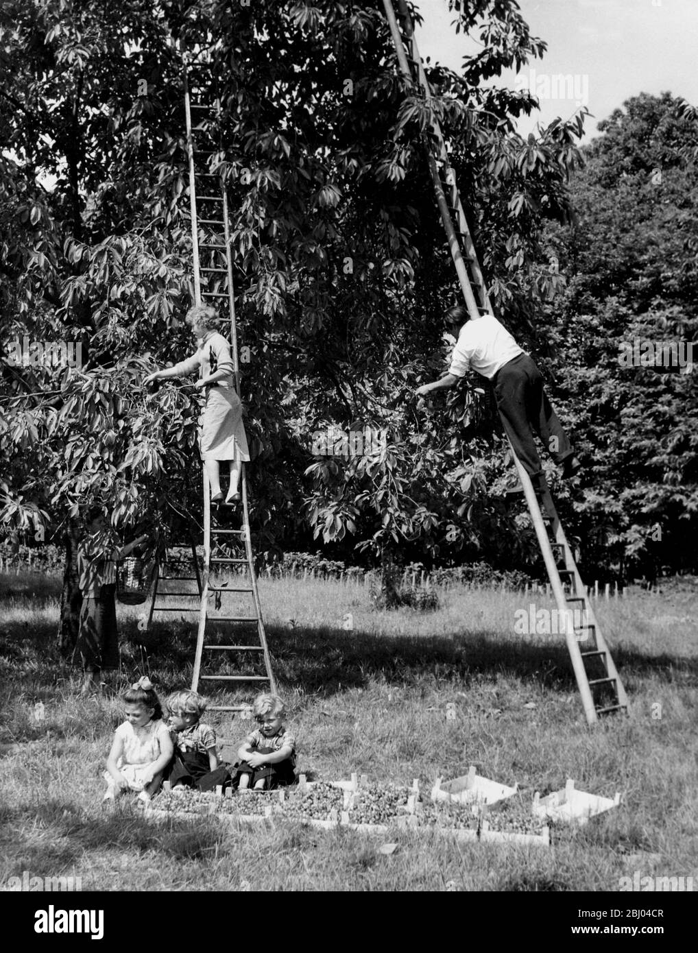 Cueillette de cerises dans une ferme près de Goudhurst dans la vallée du Kent - 13 juin 1959 Banque D'Images