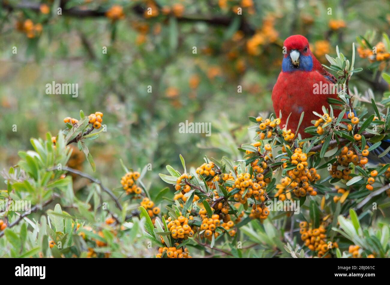 Rosella, cramoisi sauvage, mange des baies d'un arbre dans une cour arrière en Australie Banque D'Images