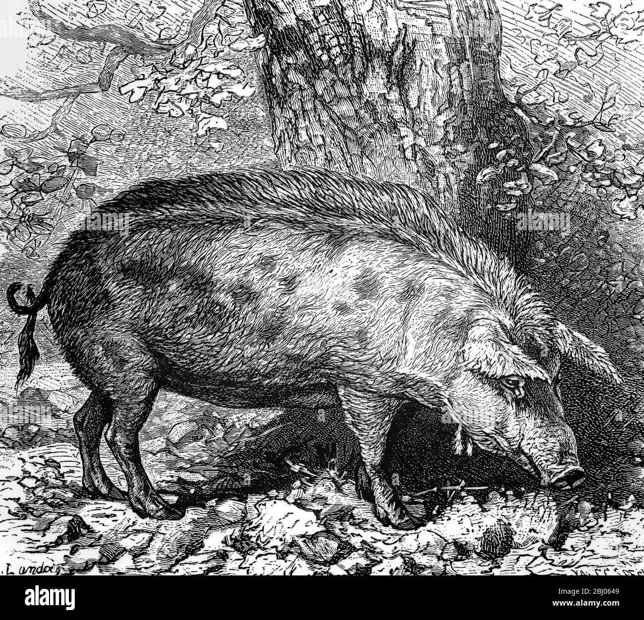 Pig médiéval qui était autrefois à la recherche des bois de chêne de la weald de Kent et Sussex dans le sud de l'Angleterre - sanglier - Banque D'Images
