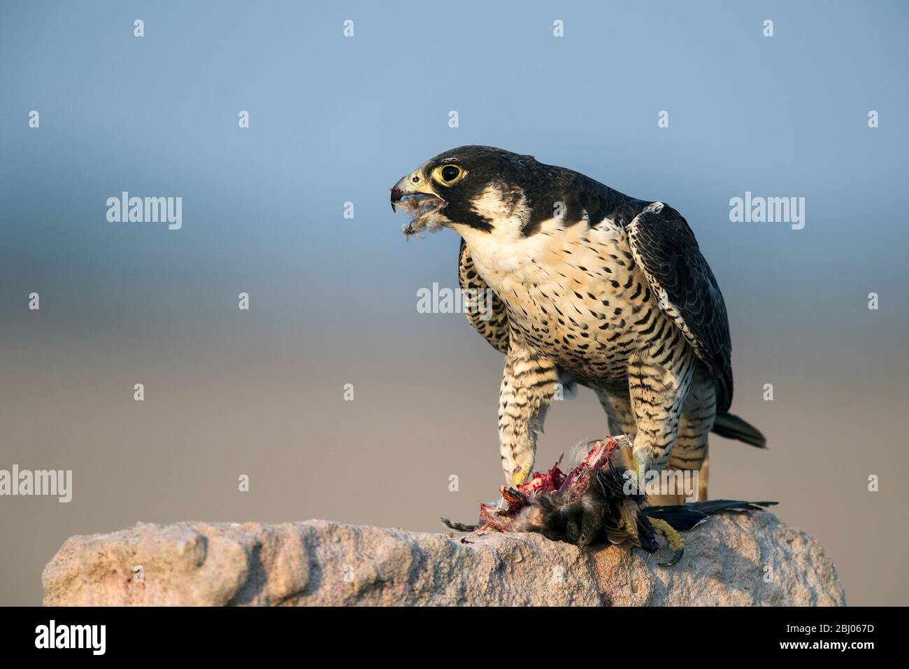 L'image de Faucon pèlerin (Falco peregrinus) avec Kill a été prise dans LRK, Gujarat, Inde, Asie Banque D'Images