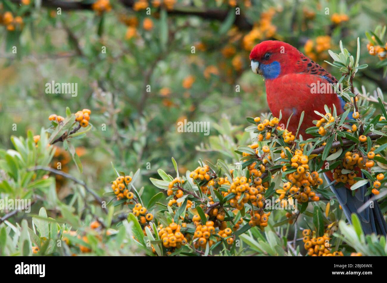 Rosella, cramoisi sauvage, mange des baies d'un arbre dans une cour arrière en Australie Banque D'Images