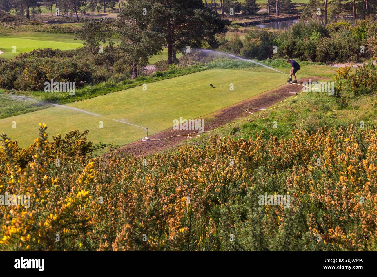 Arrosage du terrain de golf à Dorset, Royaume-Uni en avril - pulvérisateur d'irrigation de terrain de golf Banque D'Images