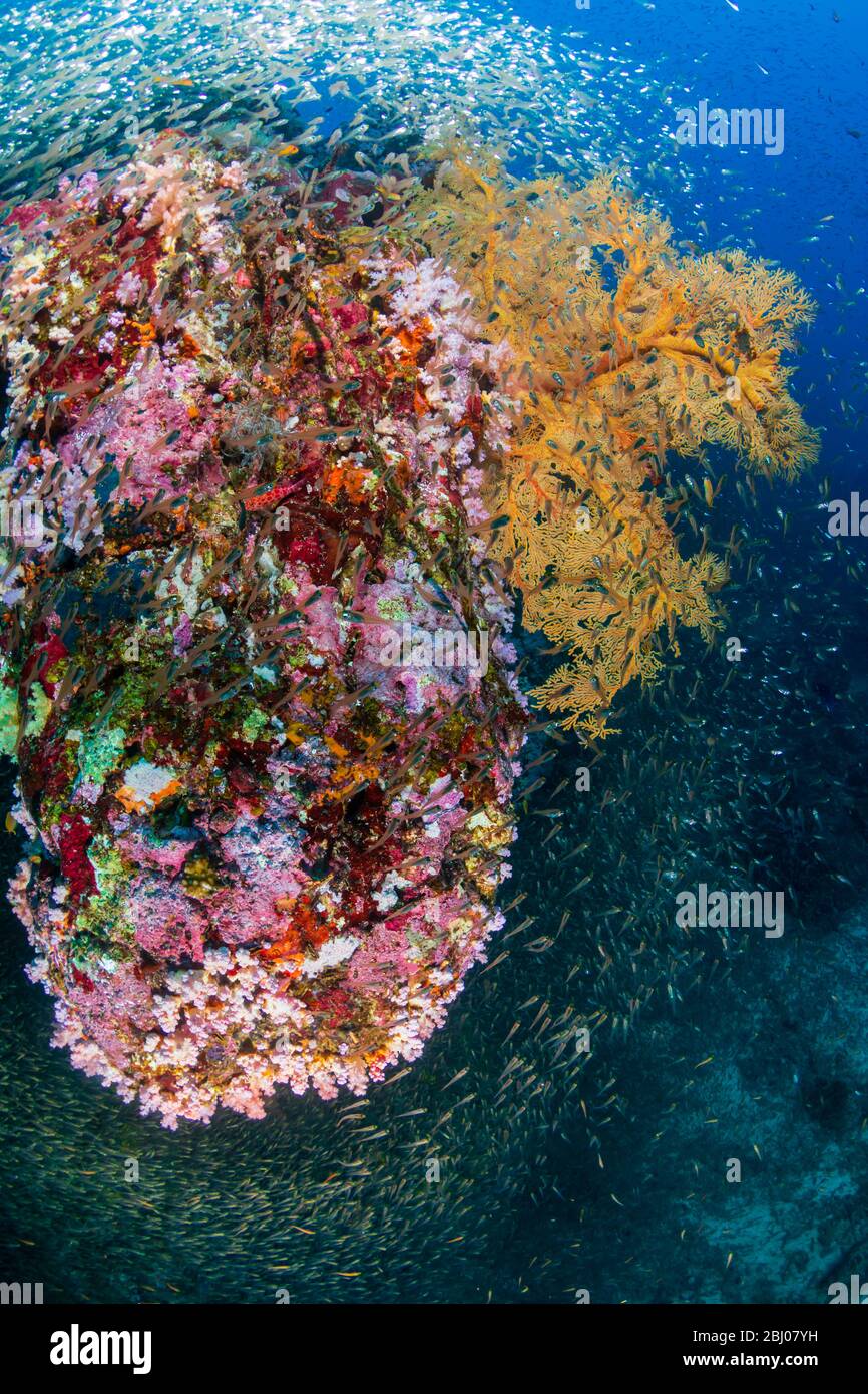 Beaux coraux durs et doux entourés de poissons tropicaux sur un récif tropical coloré et sain en Thaïlande Banque D'Images