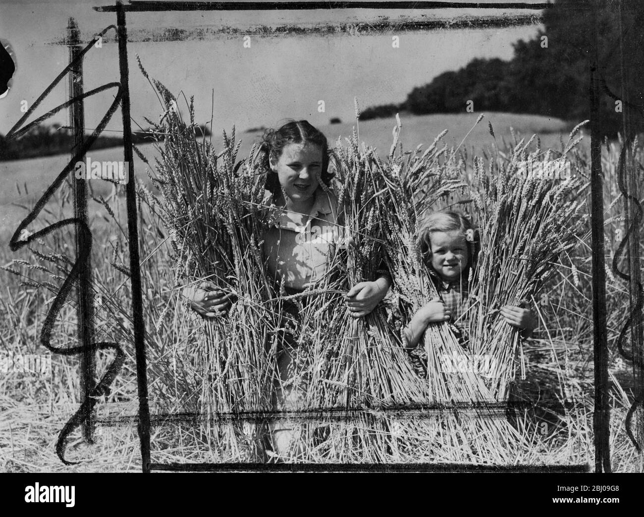 Le temps d'été avancé que nous avons apprécié depuis quelques semaines a entraîné la récolte de blé à partir de juillet à Lily Vale Farm, Smeeth, Kent, pour la première fois en mémoire vive. Dans cette charmante scène de pays, Mlle Rosemary Godfrey, une aide agricole, Et Little Jane Morison, 6 ans, aide à recueillir dans la récolte leur contribution à la résolution de notre problème alimentaire. Il y a aussi de bonnes nouvelles pour M. Strachey dans le fait que le rendement de ce champ de 25 acres devrait dépasser 35 cwts par acre de terre. - 1 août 1947 - Banque D'Images