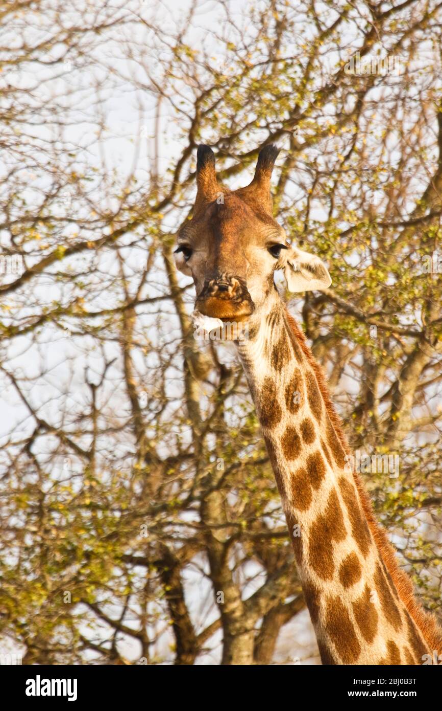 Giraffa, Giraffa giraffa.Kruger National Park, Afrique du Sud Banque D'Images