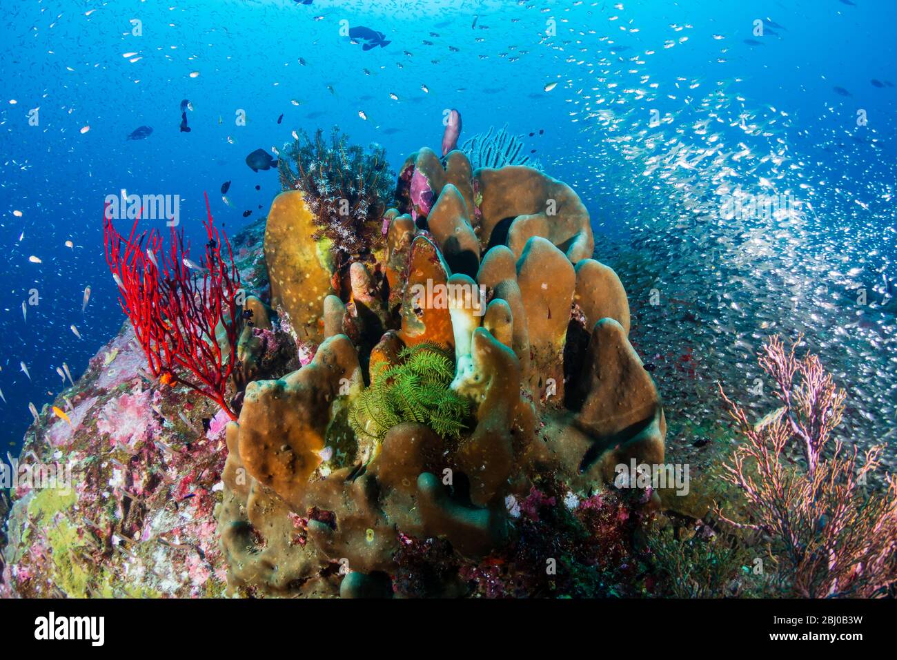 Poissons tropicaux et glassfish autour de coraux durs colorés et florissants sur un système de récifs coralliens tropicaux en Thaïlande Banque D'Images