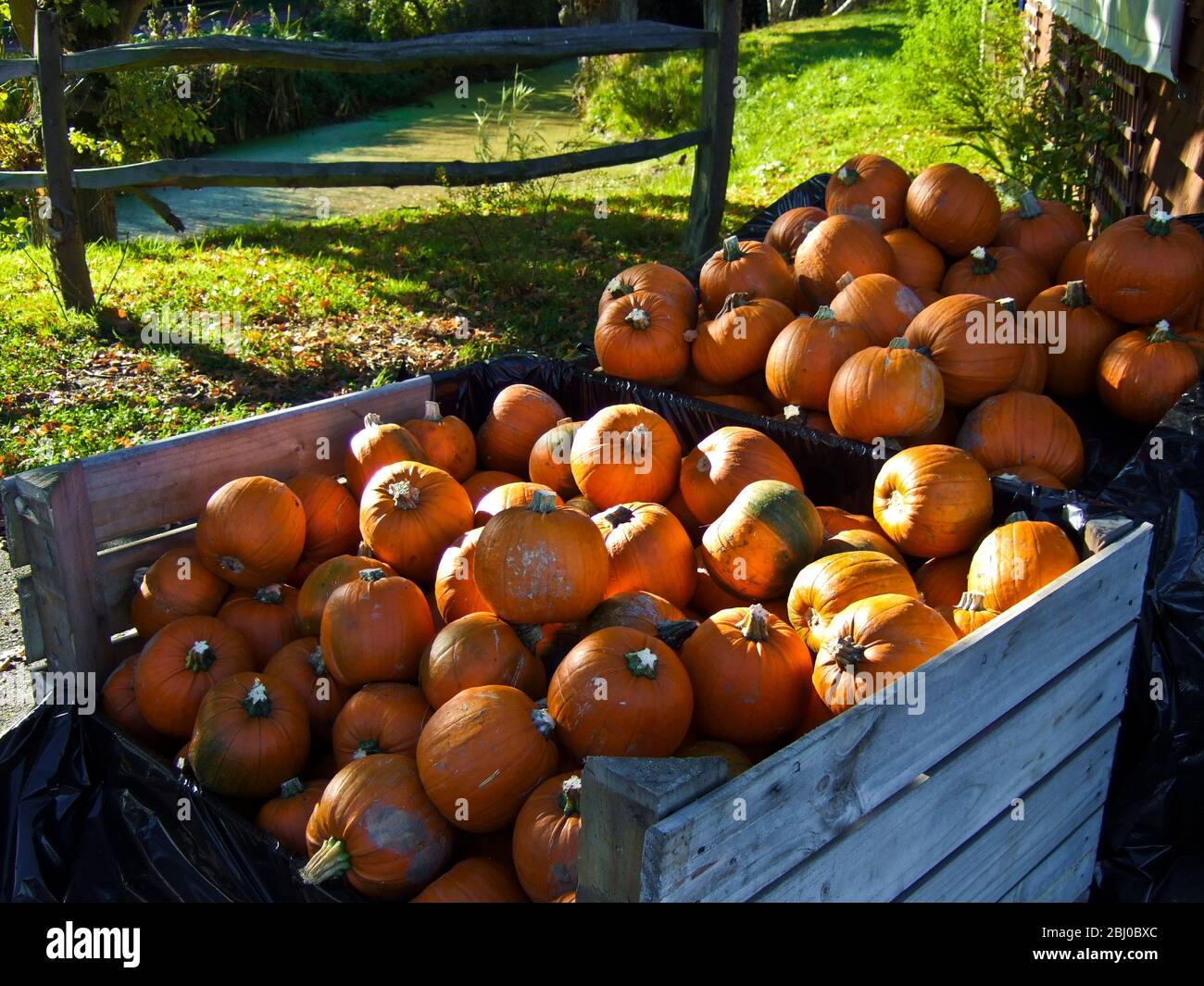 Grande pile de citrouilles à vendre en dehors de la ferme de campagne pour Hallowe'en - Banque D'Images