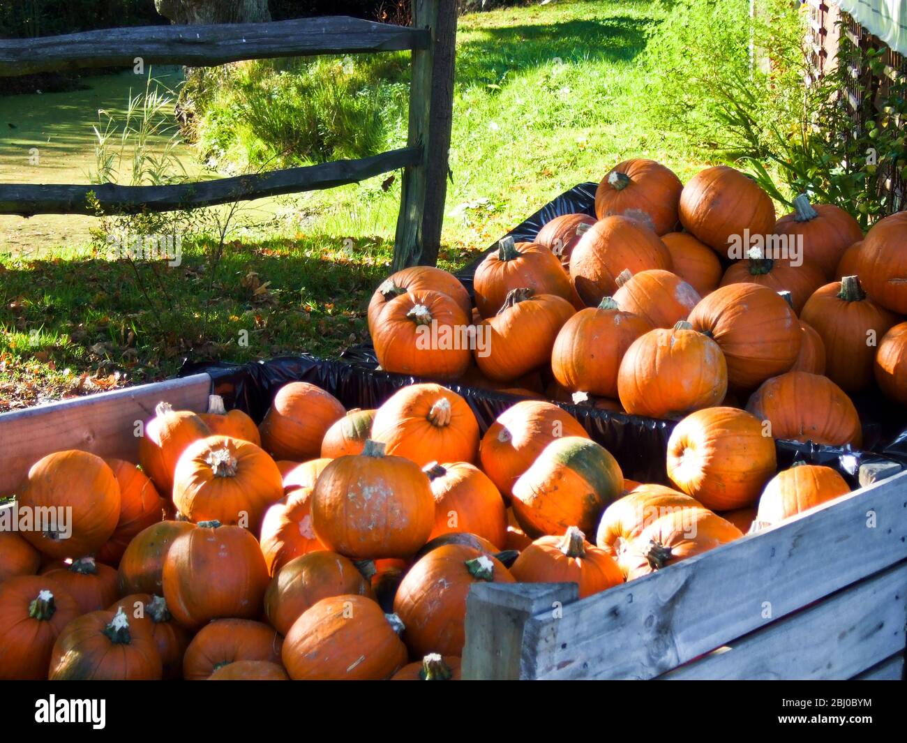 Grande pile de citrouilles à vendre en dehors de la ferme de campagne pour Hallowe'en - Banque D'Images