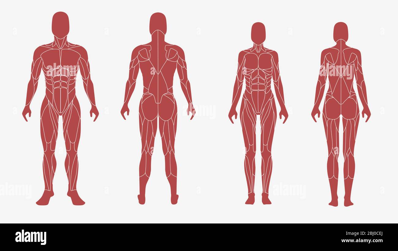Corps masculin et féminin dans une illustration anatomique et musculaire Illustration de Vecteur