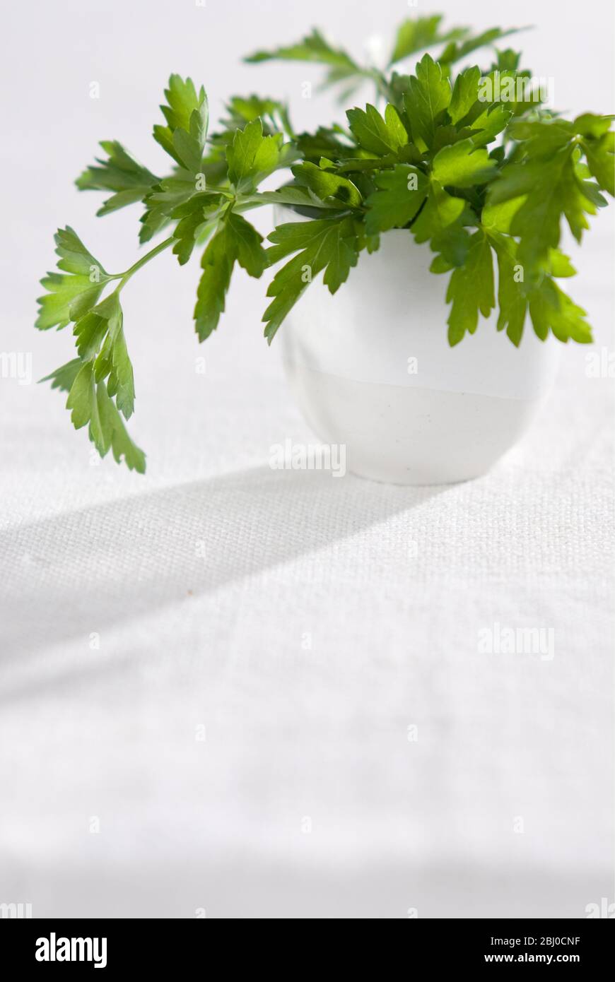 Bouquet de persil plat dans une petite tasse en céramique - Banque D'Images