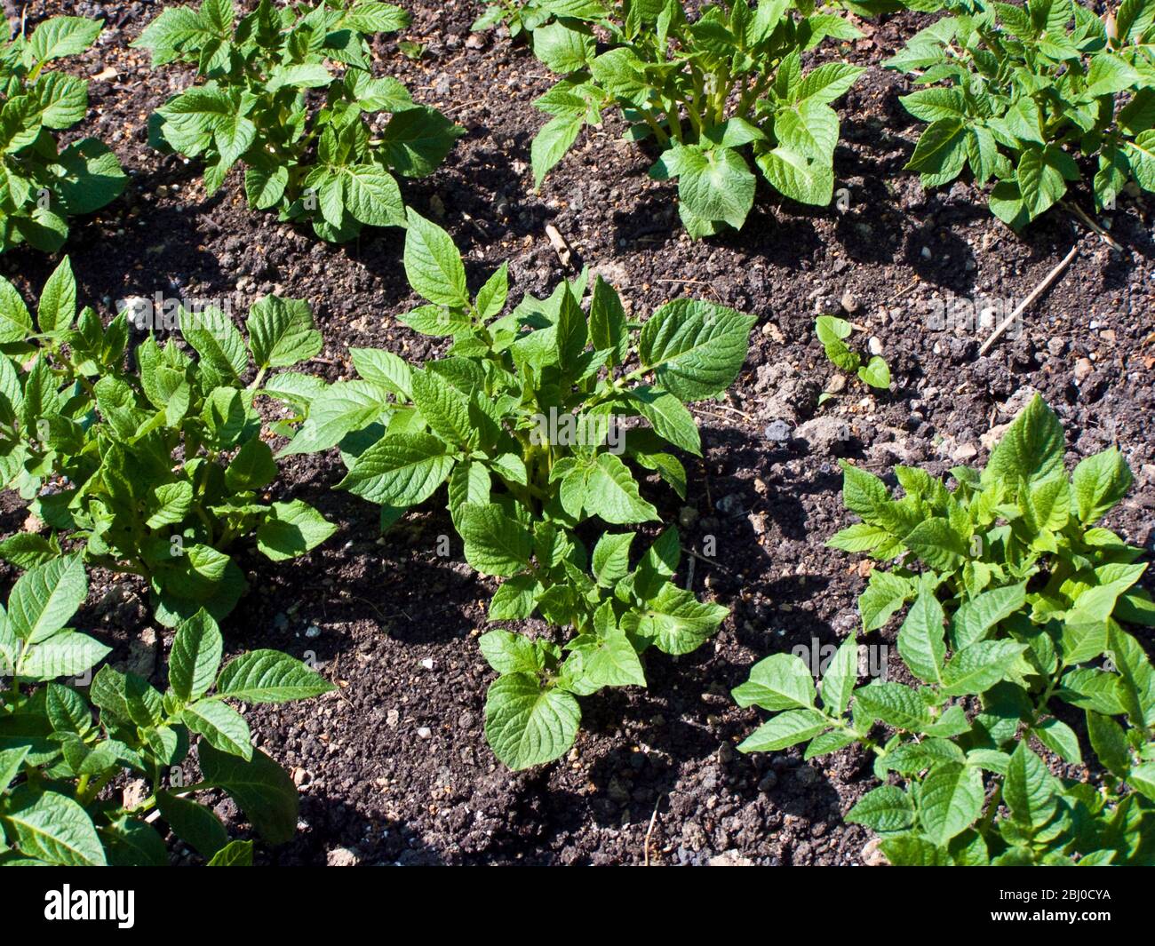 Les plants de pommes de terre ont fait des bankés pour favoriser la croissance des pommes de terre - Banque D'Images