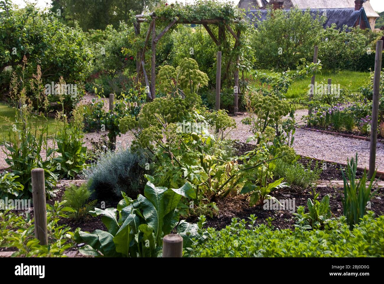 Grande usine angelica au centre du jardin d'herbes dans l'angle du vieux jardin de cuisine aux murs de campagne. Kent Royaume-Uni - Banque D'Images