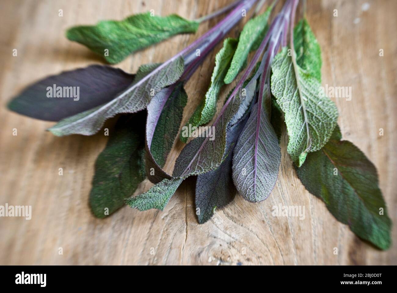 Branche fraîchement coupée de feuilles de sauge violette sur une surface en bois ancienne - Banque D'Images