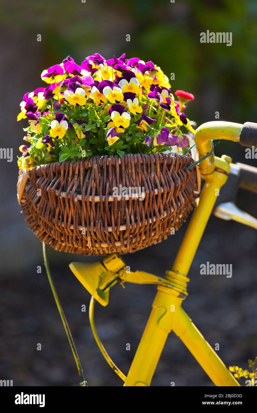 Fleurs de pansy colorées dans un panier de vélo jaune - se concentrer sur le pansys Banque D'Images