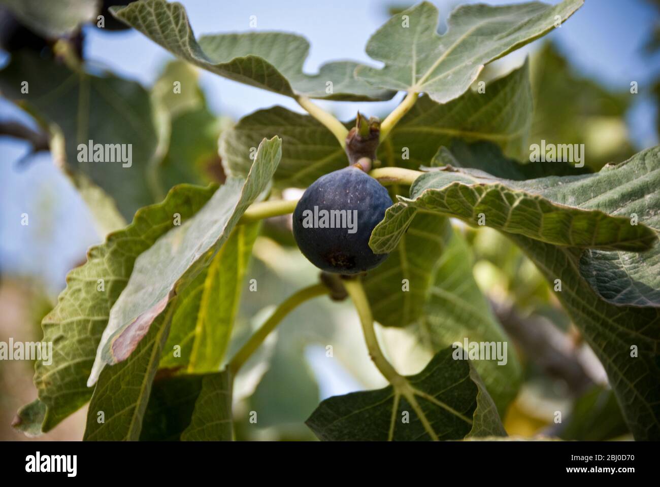 Figues mûres qui poussent sur les arbres au soleil de Chypre - Banque D'Images