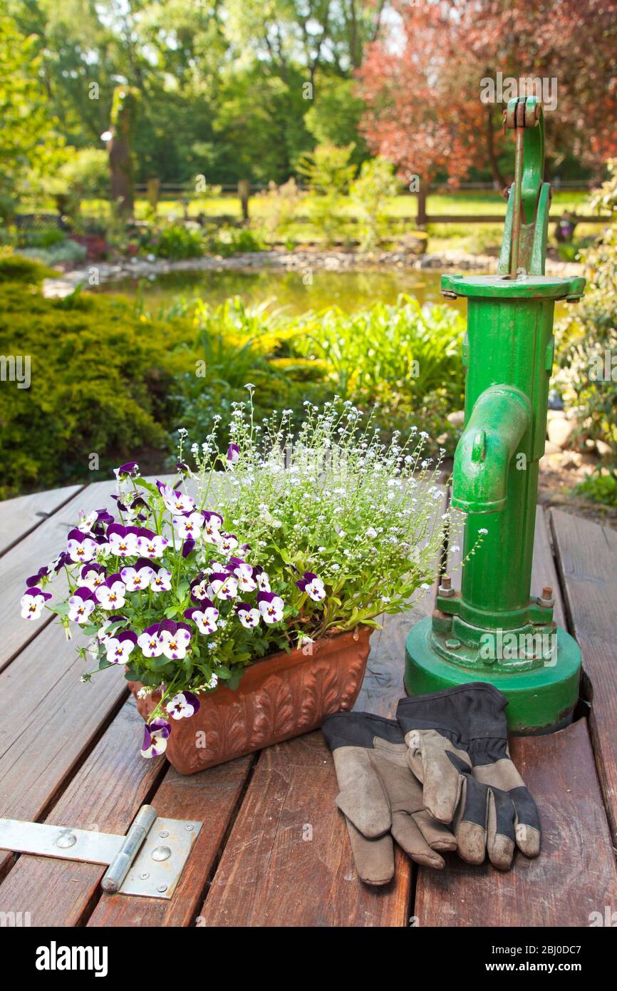 Pompe à eau verte avec fleurs dans un jardin ensoleillé avec étang artificiel - se concentrer sur les fleurs de pansy Banque D'Images