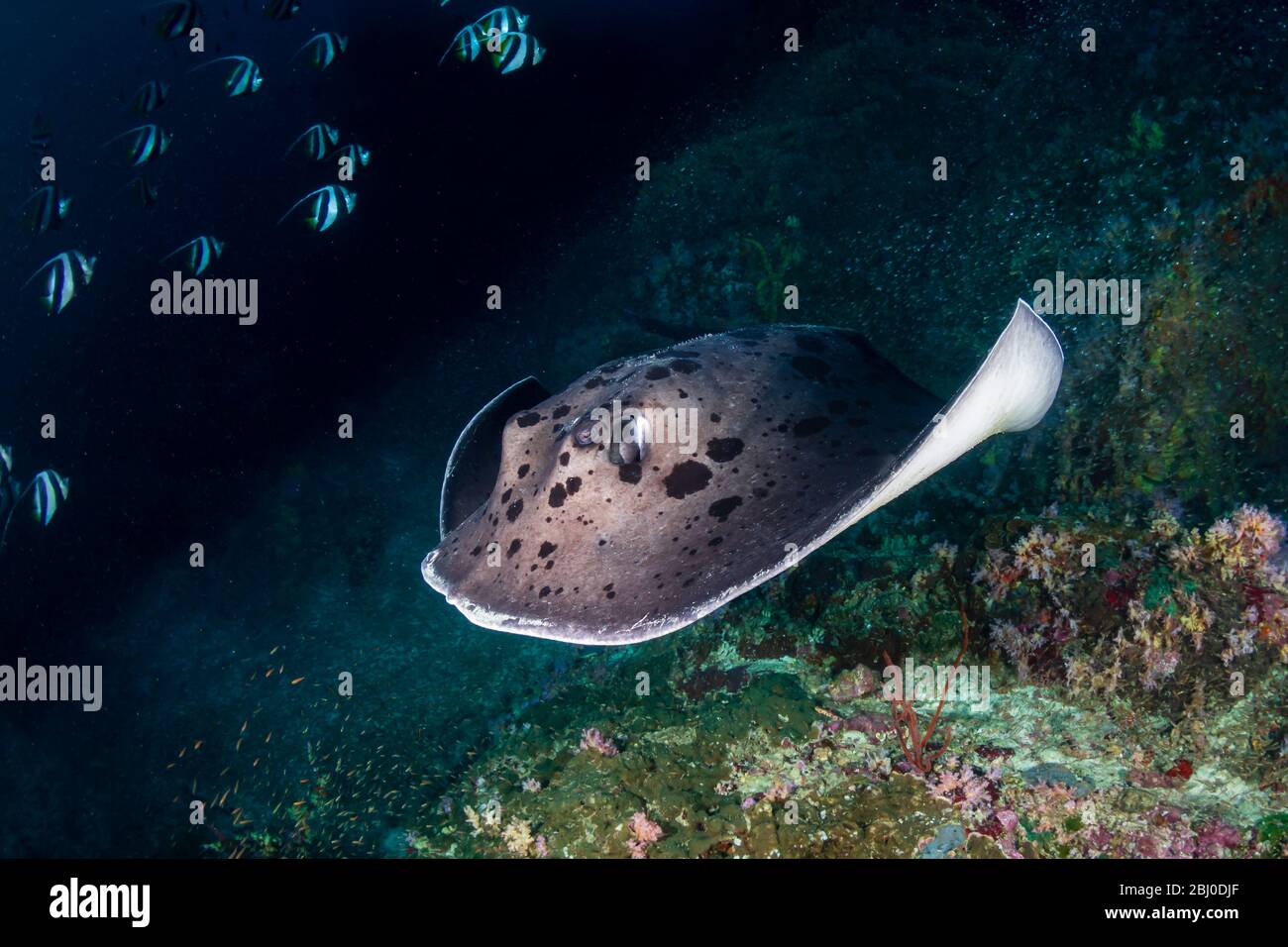 Un immense rayon marbré ( rayon de fantail aux taches ) nageant sur un récif tropical profond et coloré de corail dans les îles Similan de Thaïlande Banque D'Images